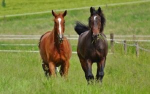Start Now List or Browse Horses for Free